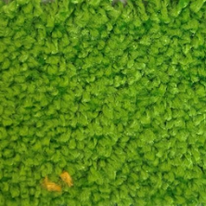 Lime Rickey GB-16 exposition carpet swatch