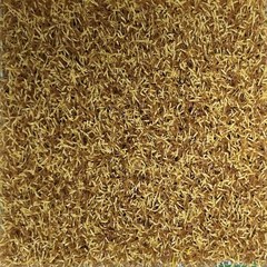 Field Day artificial turf grass in Infield Tan
